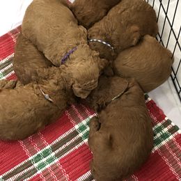 Poodle Puppies from rondiesreds