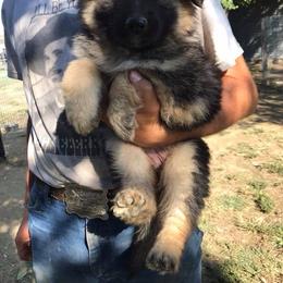 German Shepherd Puppies from Lost Creek German Shepherds LLC