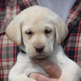 Labrador Retriever Puppies from Triple Creek Kennel