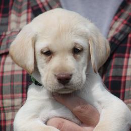 Labrador Retriever Puppies from Triple Creek Kennel