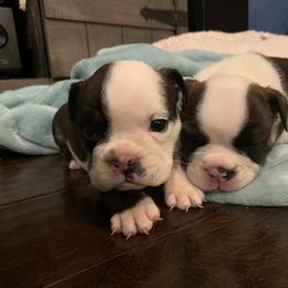 French Bulldog Puppies from Ballpark Bulldogs