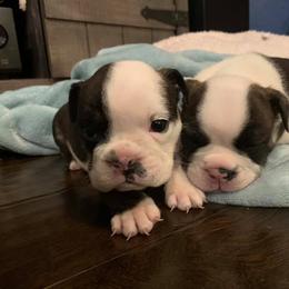 French Bulldog Puppies from Ballpark Bulldogs