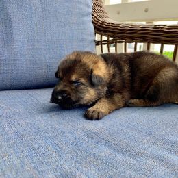 German Shepherd Puppies from Arbeitshunde