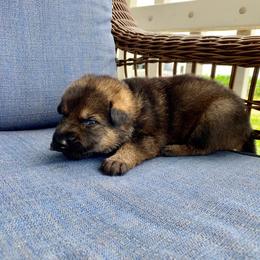 German Shepherd Puppies from Arbeitshunde