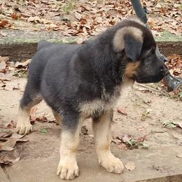 German Shepherd Puppies from Sevilla German Shepherds