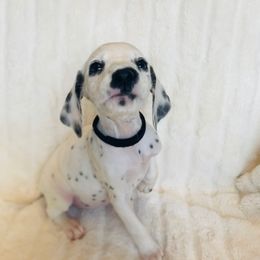Miss Black - White and black female Dalmatian puppy in Startup, Washington from Upperleftdalmatians