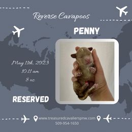 Girl 2 - Cavalier King Charles Spaniel puppy in Spokane, Washington from Treasured Cavaliers of the Pacific Northwest