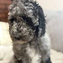 Goldendoodle Puppies from Southern Grace Acres