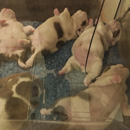 Girl 4 - female Bulldog puppy in Salina, Kansas from Big Pine Bulldogs