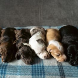 Dachshund Puppies from Mini Doxies R Us