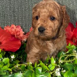 Hazel-Purple - Apricot female Goldendoodle puppy in Greenville, South Carolina from Law Doodles of SC