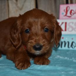 Arrow - Red  male Goldendoodle puppy in Macedon, New York from Toodles Goldendoodles