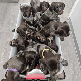 German Wirehaired Pointer Puppies from Vom Fleetwood
