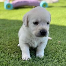Girl - Yellow female Labrador Retriever puppy in Buckeye, Arizona from Wranglin Farms