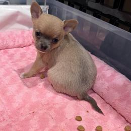Dusty - Blue fawn male Chihuahua puppy in East Syracuse, New York from Blissful’s Chihuahuas