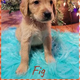 Fig - Dark golden male Golden Retriever puppy in Greensburg, Kentucky from Southern Springs Goldens