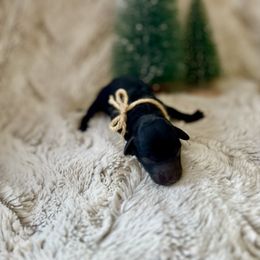 Michael - Black male Poodle puppy in Utica, Ohio from Poodle Me Crazy