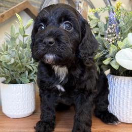Smokey - Black male Cockapoo puppy in Roseville, California from Darby Park Doodles