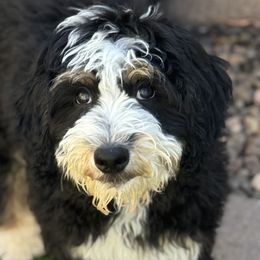 Blue collar Brownie - Tri-color male Bernedoodle puppy in Mesa, Arizona from Desert Sheepies and Doodles