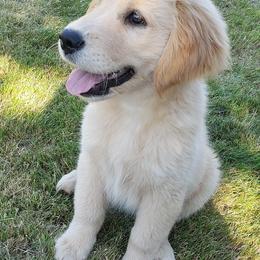 Golden Retrievers from Marshall Hill's Goldens