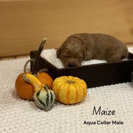 Boy 5 - Apricot male Goldendoodle puppy in Voluntown, New York from Barnwood Doodles