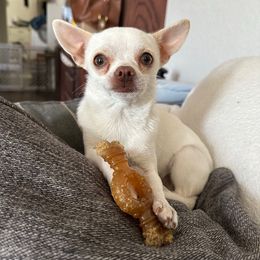 Colby - Chihuahua