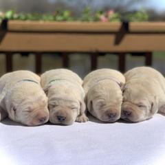 German Shepherd and Labrador Retriever Puppies from DogSmith Purebreds