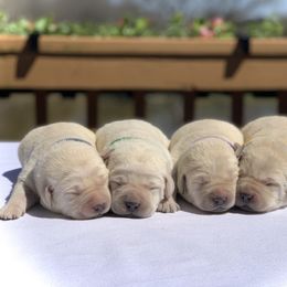 German Shepherd and Labrador Retriever Puppies from DogSmith Purebreds