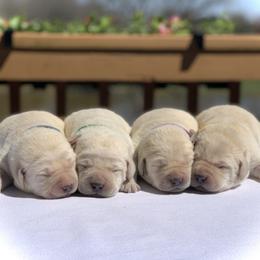 German Shepherd and Labrador Retriever Puppies from DogSmith Purebreds