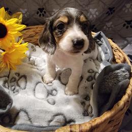 Freya - Dapple female Dachshund puppy in Leesburg, Ohio from Lees Creek Dachshunds