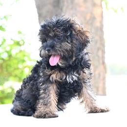 Shane - Sable male Cavapoo puppy in Lawton, Oklahoma from Lindsey’s Cavies