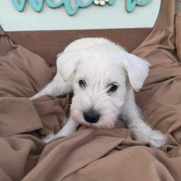 Black collar - White male Miniature Schnauzer puppy in Smyrna, Tennessee from Moore's Miniature Schnauzers