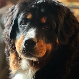 Bernese Mountain Dog All Grown Up from Tollhaus Bernese Mountain Dogs