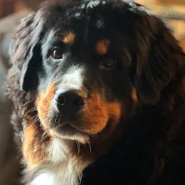 Bernese Mountain Dog All Grown Up from Tollhaus Bernese Mountain Dogs