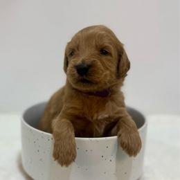 Shell - Red  female Goldendoodle puppy in Kenansville, North Carolina from J+A Family Doodles