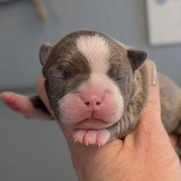 Blue Fawn female 1 - Blue female Boston Terrier puppy in Oak Hills, California from All American Boston Terriers