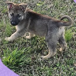 German Shepherd Puppies from Penley Shepherds