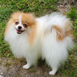 Niko - Pomeranian