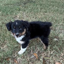 Fudge - Black tri-color female Australian Shepherd puppy in Mount Vernon, Texas from RJ's Aussie Posse