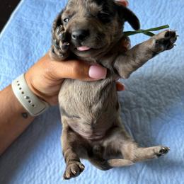 Green collar - Dapple female Dachshund puppy in Washington Court House, Ohio from Brightman's Dashing Doxies