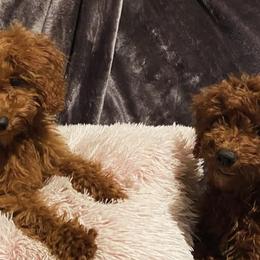 Poodles from Herringbone ‘s Poodles