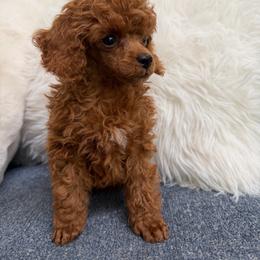 Baby girl - Red  female Poodle puppy in Kissimmee, Florida from Anna's Puppy Tales
