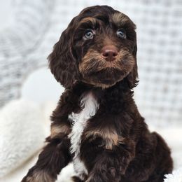 Australian Labradoodle, Cockapoo, Goldendoodle, and Labradoodle Puppies from Dessie's Doodles