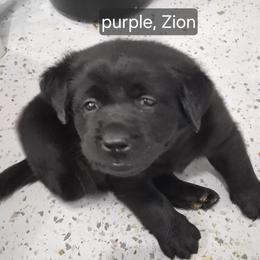 Zion purple collar - Black male Labrador Retriever puppy in Greenwich, Ohio from Pure Gem Kennel