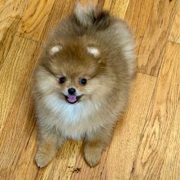 Clementine - Orange sable female Pomeranian puppy in Fort Collins, Colorado from Gempoms