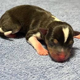 Cody - Black white and tan male Rat Terrier puppy in Gonzales, Texas from Sunshine Deckers