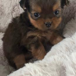Pebble - Chocolate and tan male Yorkshire Terrier puppy in Seattle, Washington from PNW PAWS