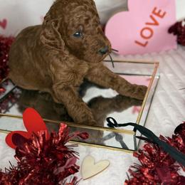 Romeo - Red  male Poodle puppy in Mount Vernon, Illinois from AMC Poodles