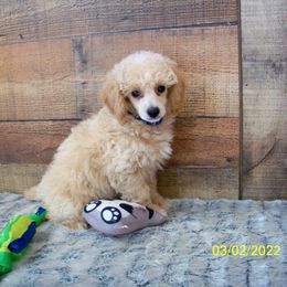 Goldendoodle and Poodle Puppies from Golden B Acres