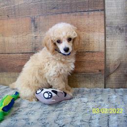 Goldendoodle and Poodle Puppies from Golden B Acres